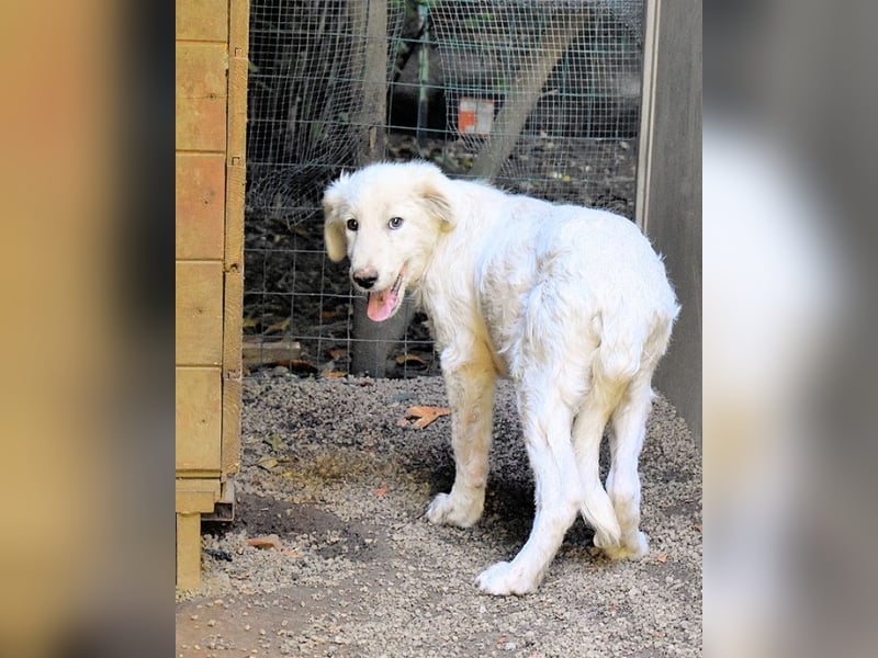 Radulf - Weiß, klug und wunderschön
