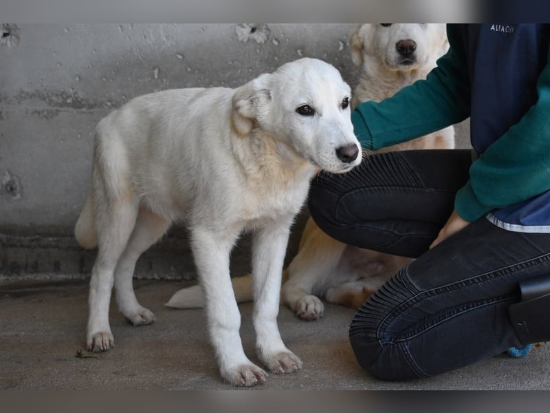 Roderico - Für diese traurige Geschicht...