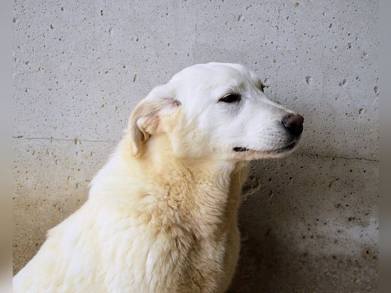 Roderico - Für diese traurige Geschicht...
