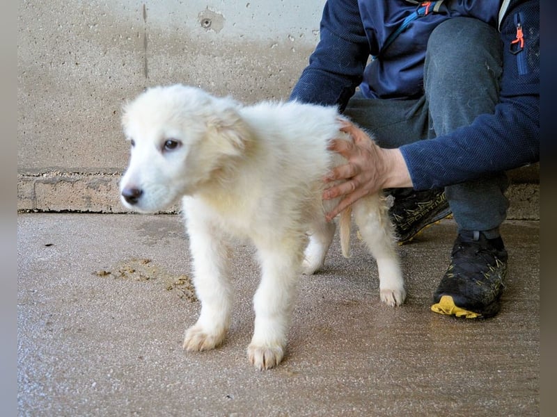 Calira - SOS - Weiß jemand, was aufpassen eigentlich heißt?