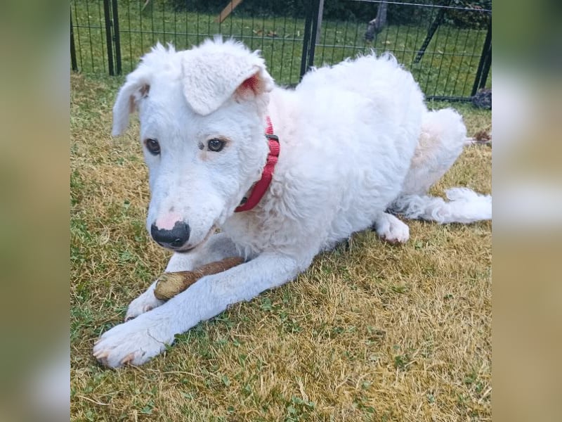 Bullo - Jede Menge tolle Dinge....