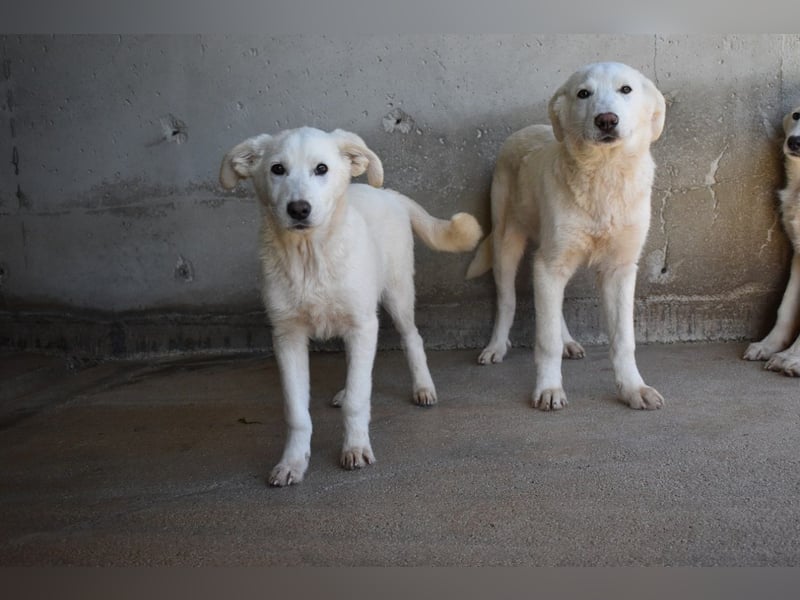 Roderico - Für diese traurige Geschicht...