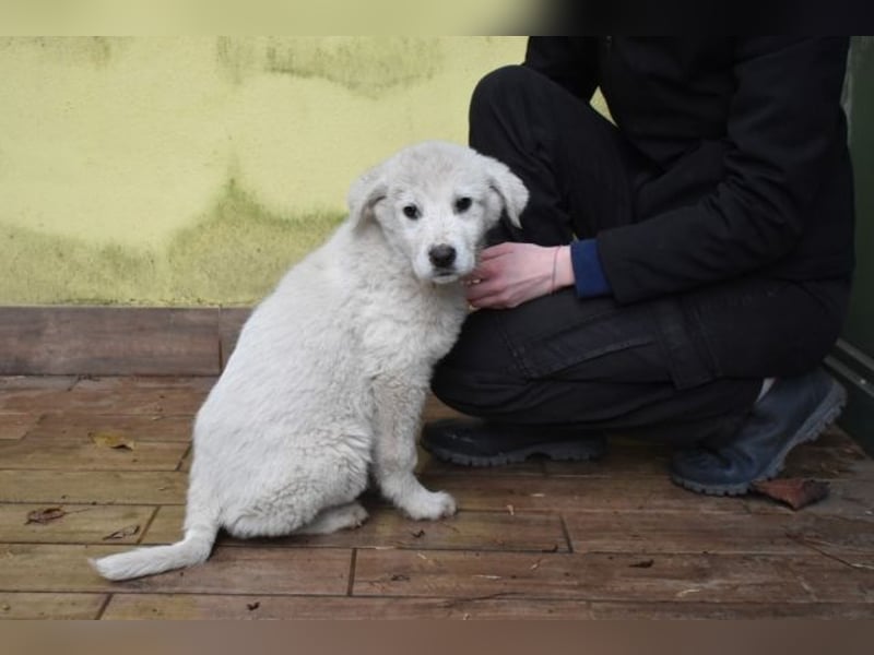 Harlan - So kleine Herzen...