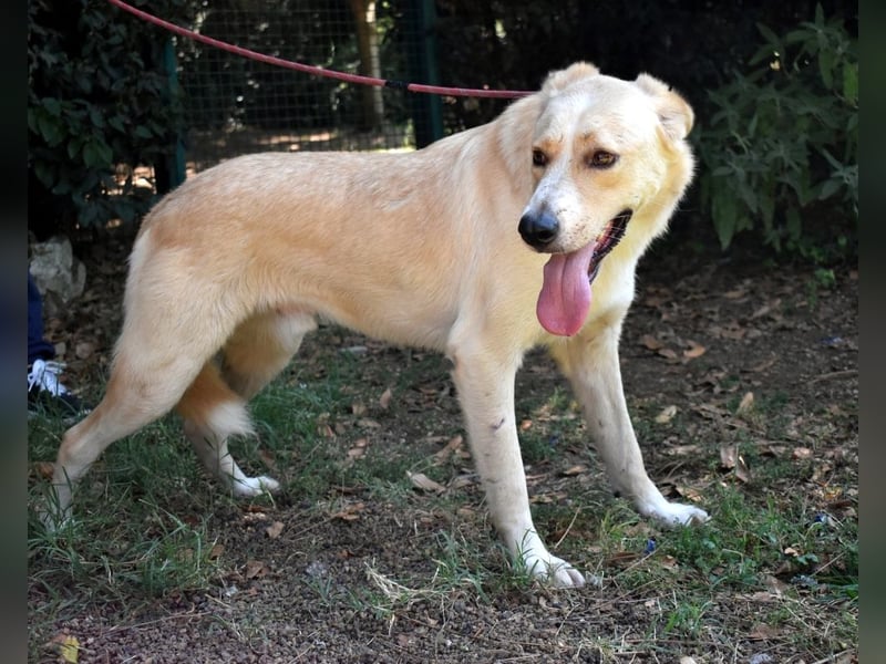 Admeto - Nur ein Wunsch: endlich nach Hause!