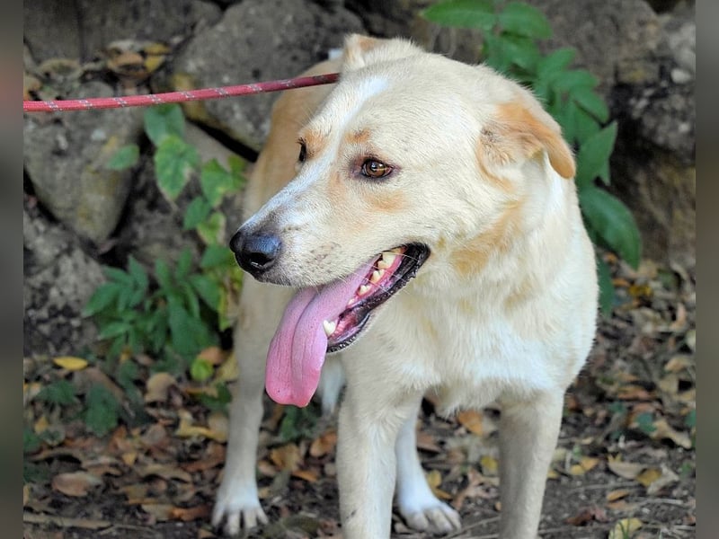 Admeto - Nur ein Wunsch: endlich nach Hause!