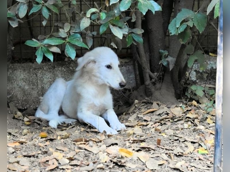 Cedro - Verständnis, Liebe & Geduld!