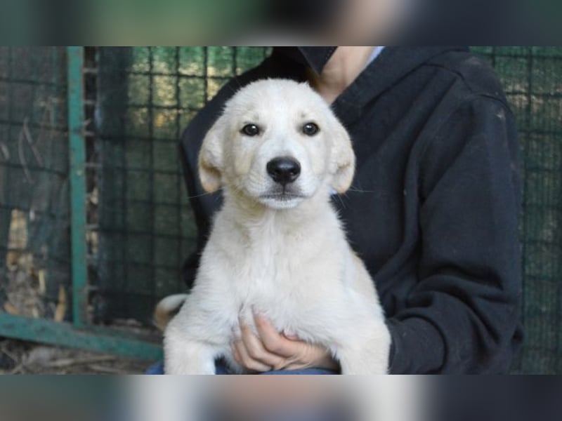 Admeto - Nur ein Wunsch: endlich nach Hause!