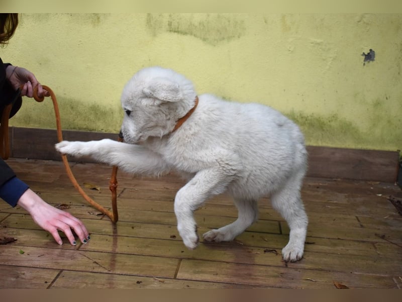 Hectorin - So kleine Herzen...