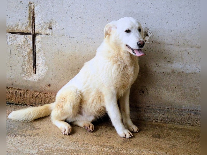 Roderico - Für diese traurige Geschicht...