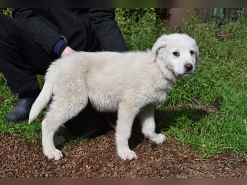 Hirion - So kleine Herzen...