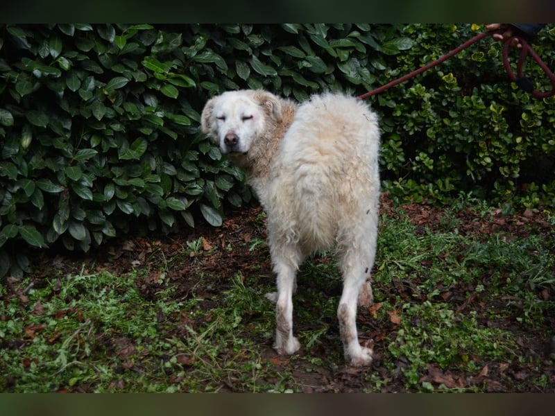 Generosa - Ein Adler bleibt ein Adler...