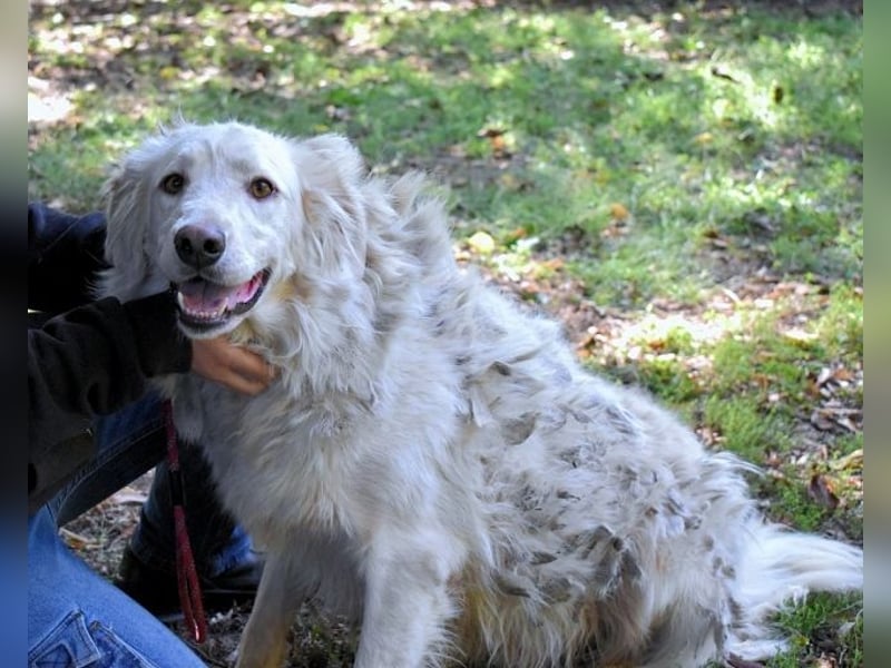 Hadeus - Wovon träumst du?