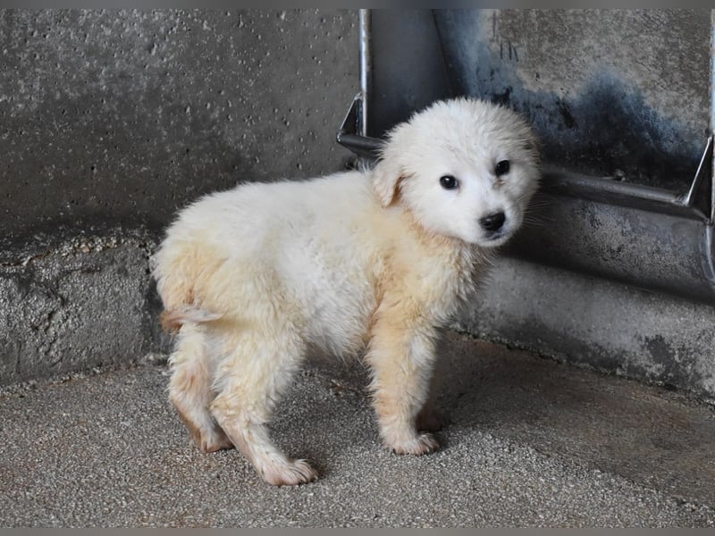 Cilwen - SOS - Weiß jemand, was aufpassen eigentlich heißt ?