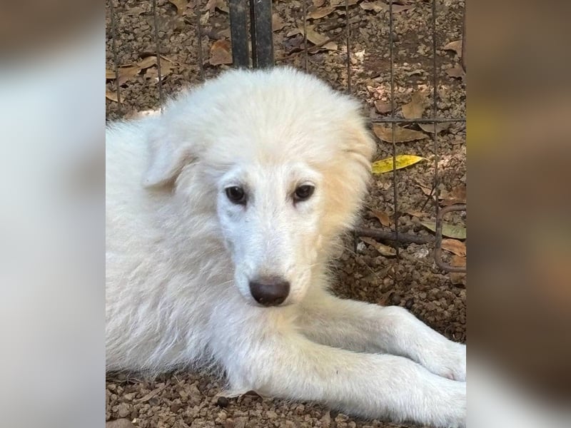 Cedro - Verständnis, Liebe & Geduld!