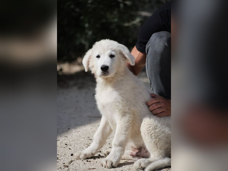 Fiete - der vergessene Hundejunge