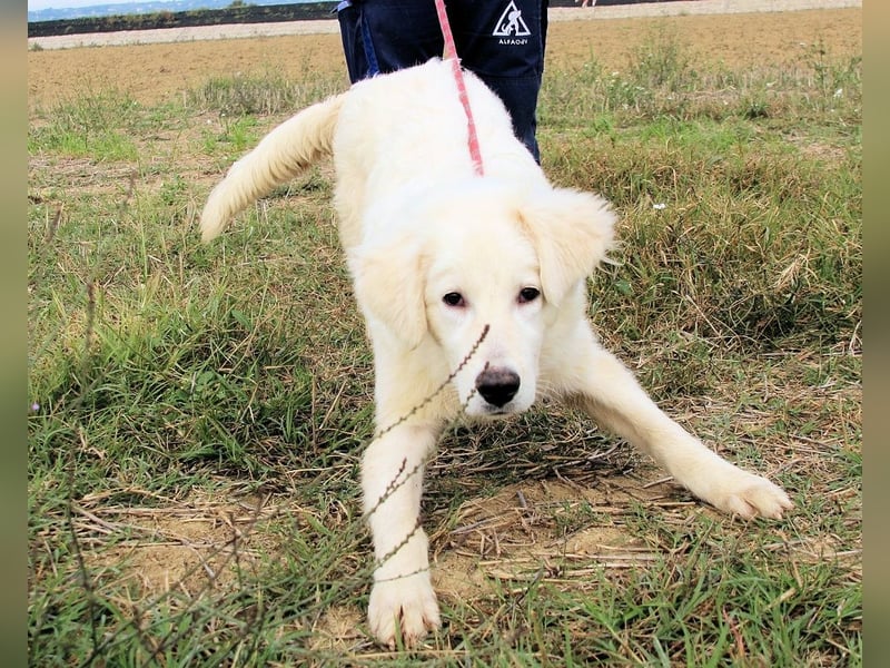 Garth - Kannst du machen, dass es nicht so lange dauert?