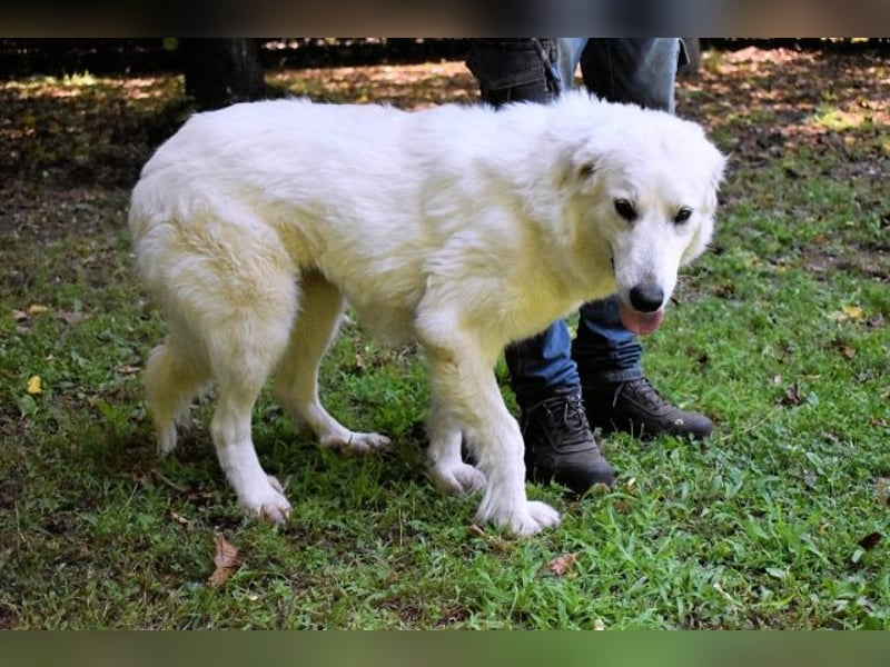 Ariotte - Weiße Schönheit liebt Menschen und sucht Dich!