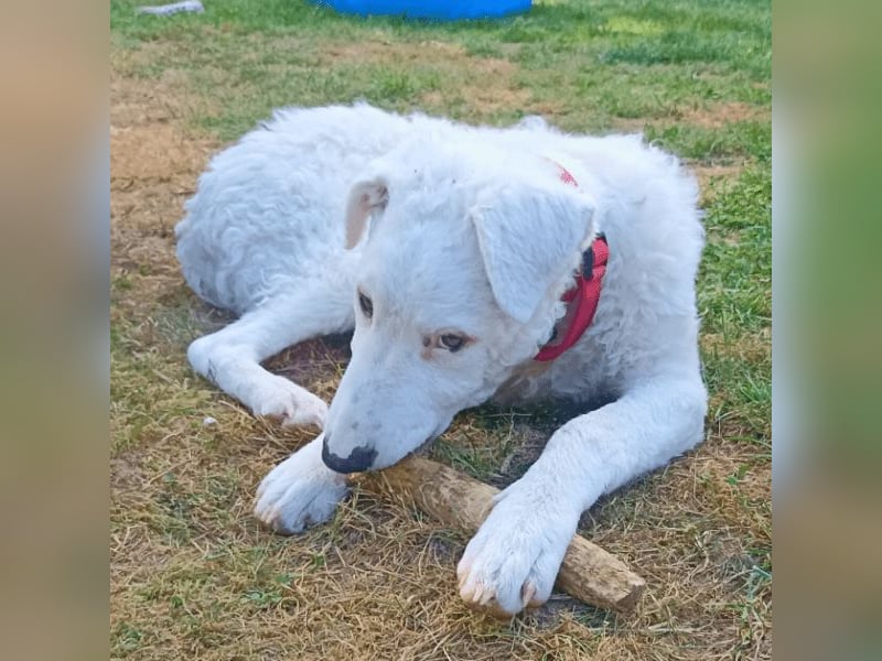 Bullo - Jede Menge tolle Dinge....