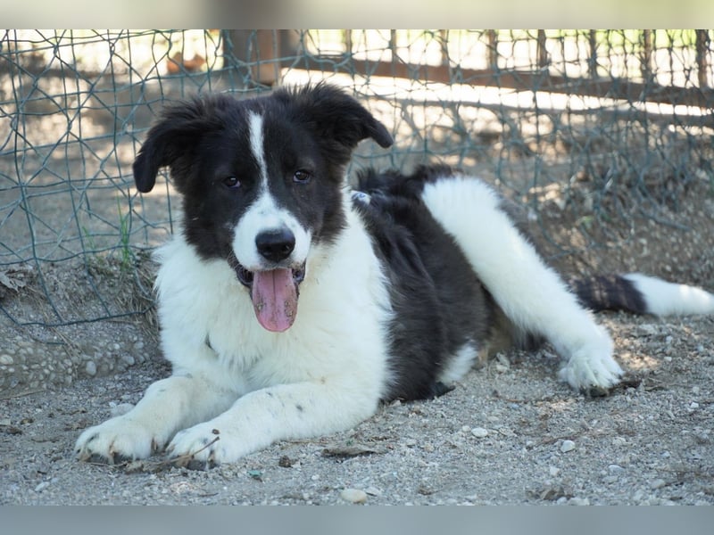 Uriel -  Zeigst du mir den Weg?