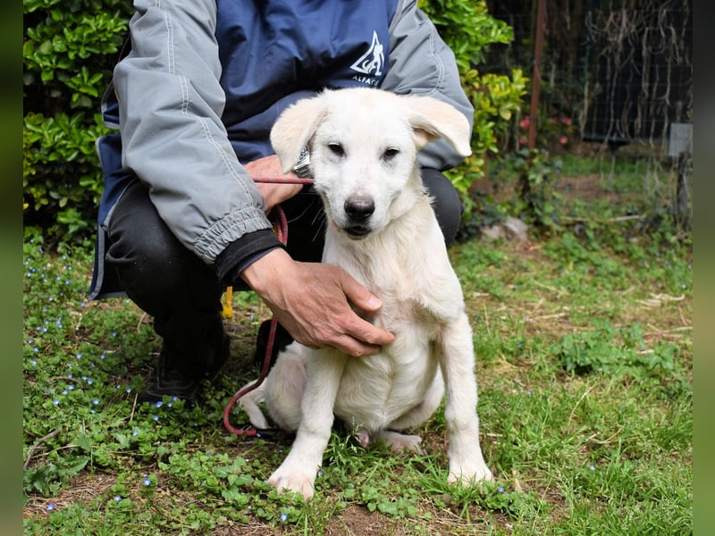 Hectorin - So kleine Herzen...