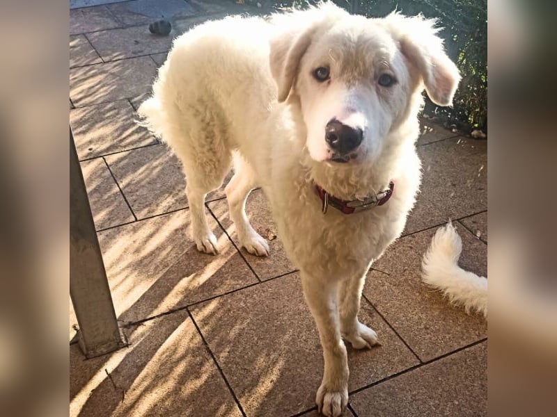 Bullo - Jede Menge tolle Dinge....