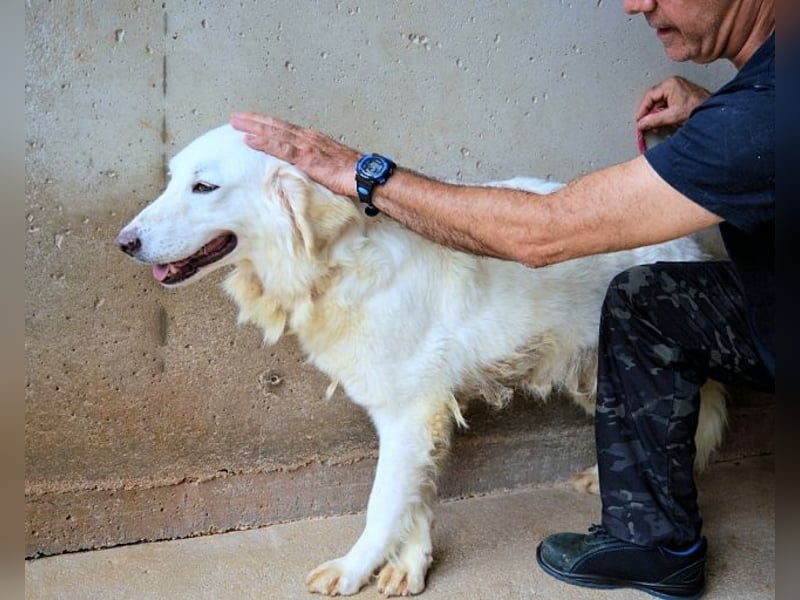 Harriette - weiß, es wird einmal ein Wunder gescheh'n