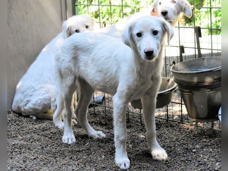 Ravelyn - Weiß, klug und wunderschön