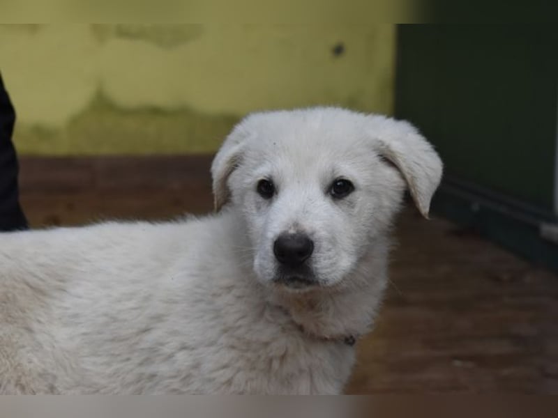 Hectorin - So kleine Herzen...