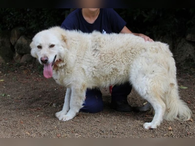 Fyona - Hell wie das Licht