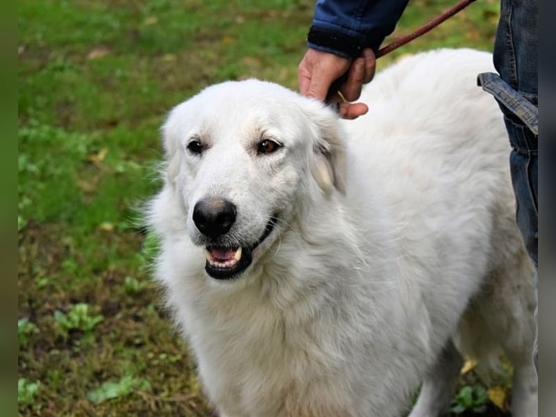 Ariotte - Weiße Schönheit liebt Menschen und sucht Dich!