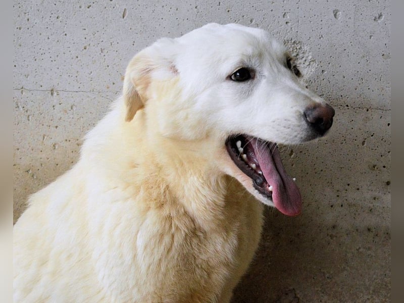 Roderico - Für diese traurige Geschicht...