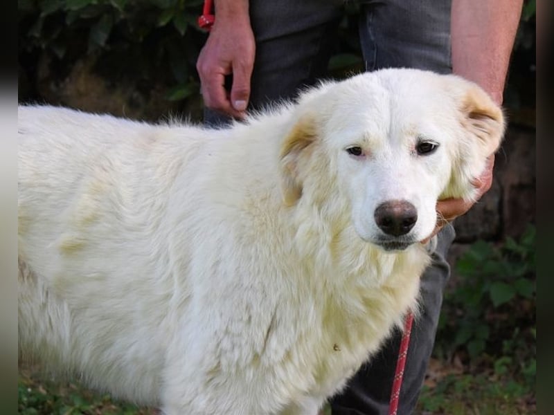 Kandie - Allein im Grau