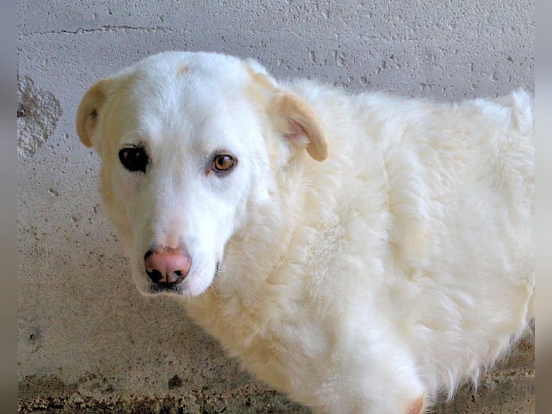 Vitale - "Komm, trau dich! Du kannst das!" Vitale - "Komm, trau dich! Du kannst das!"