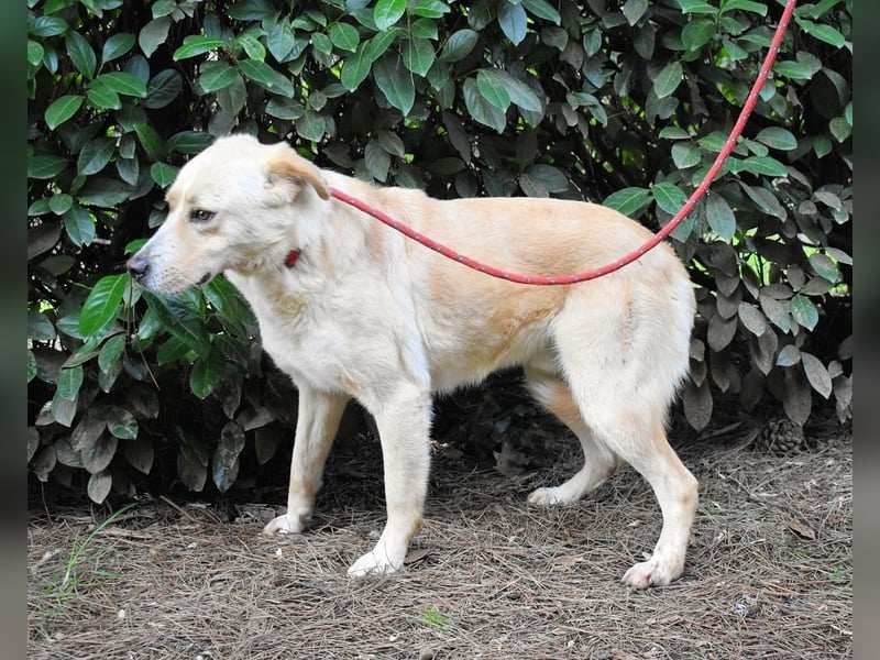 Admeto - Nur ein Wunsch: endlich nach Hause!