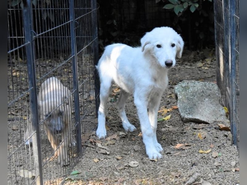 Calendula - Was noch nicht ist, kann immer noch werden!