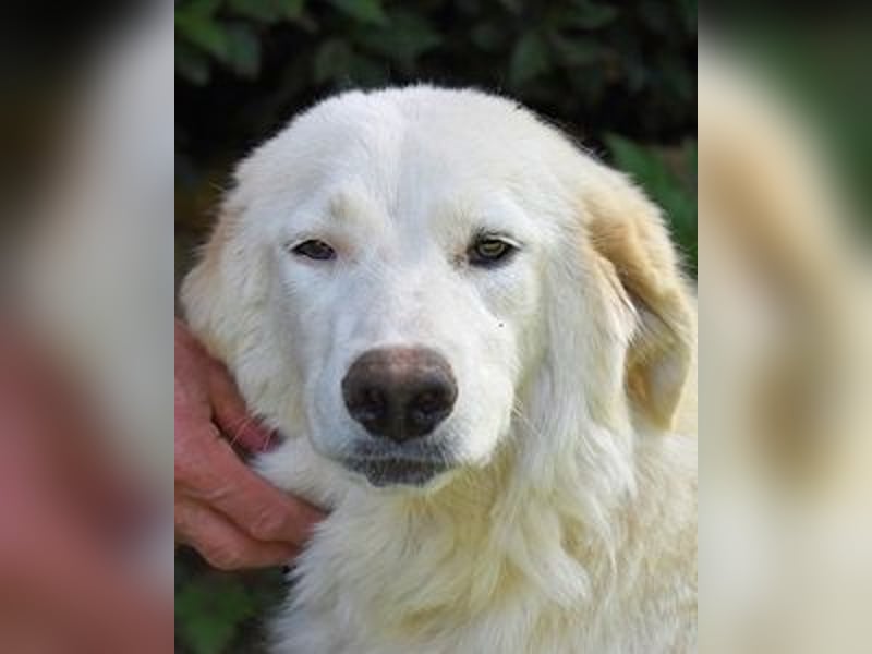 Kandie - Allein im Grau