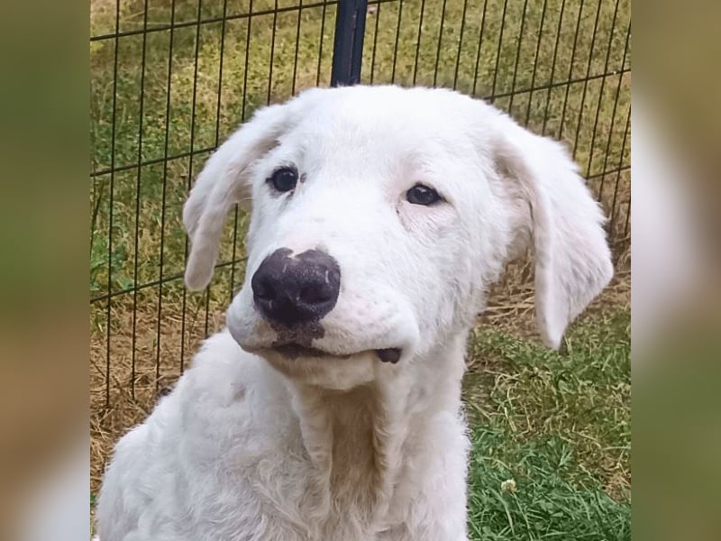 Boss - So viel Abenteuerliches...