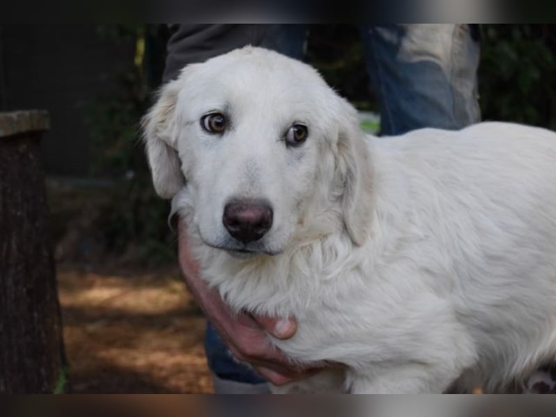 Sylvain - So jung und so chancenlos ...