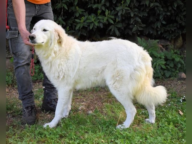 Kandie - Allein im Grau