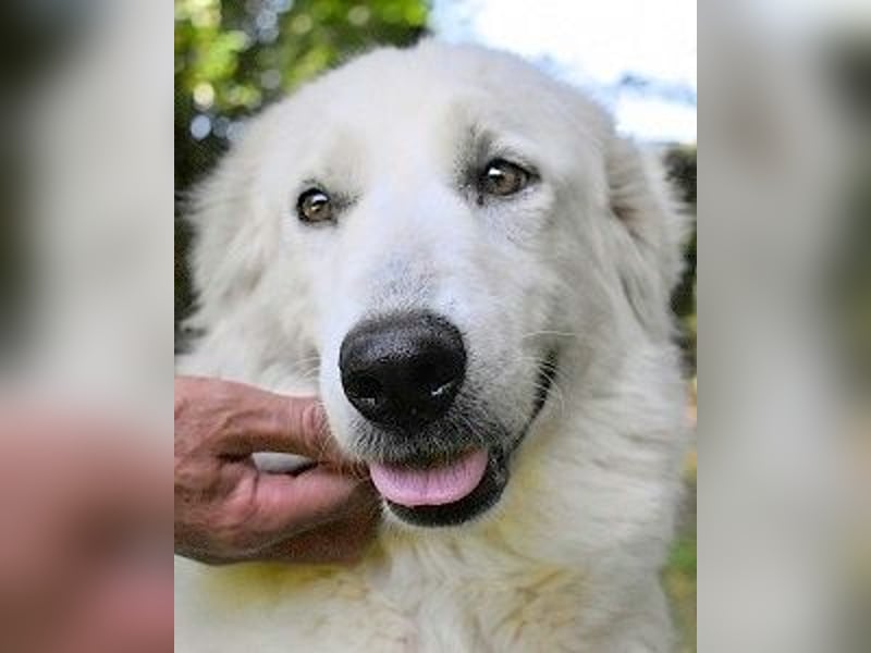 Ariotte - Weiße Schönheit liebt Menschen und sucht Dich!