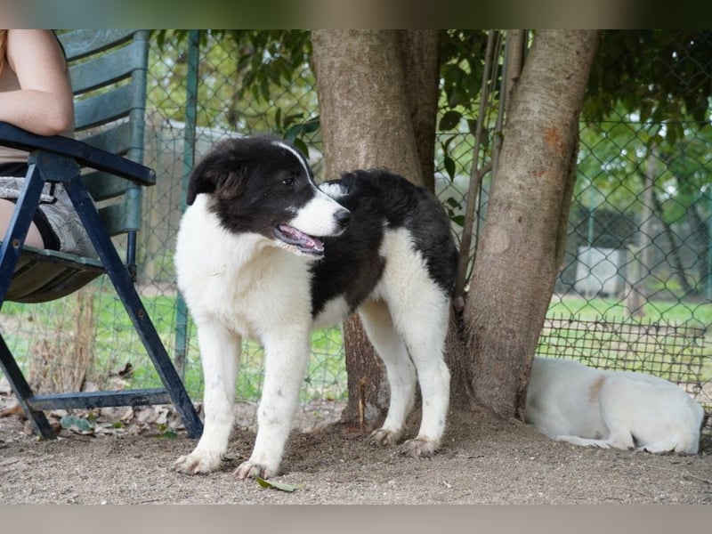 Uriel -  Zeigst du mir den Weg?