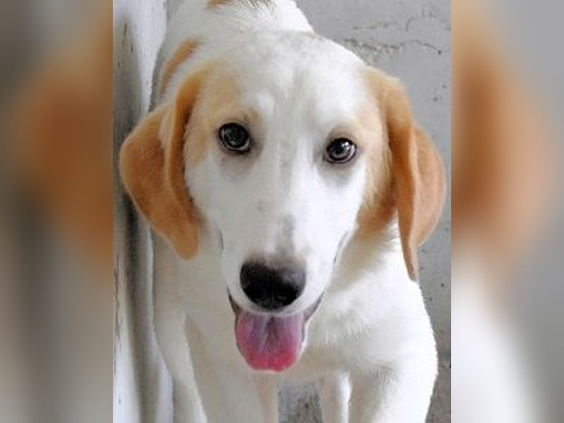 Briselda - Von Sinnen