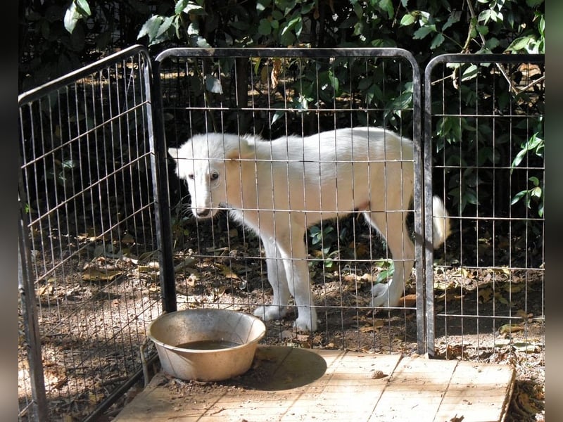 Cedro - Verständnis, Liebe & Geduld!