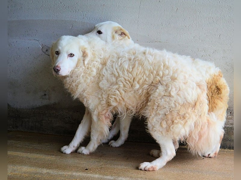 Volturno - Alles was es braucht, ist eine Chance