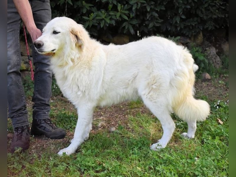 Kandie - Allein im Grau