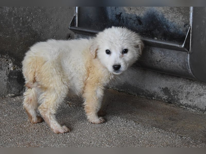 Cilwen - SOS - Weiß jemand, was aufpassen eigentlich heißt ?