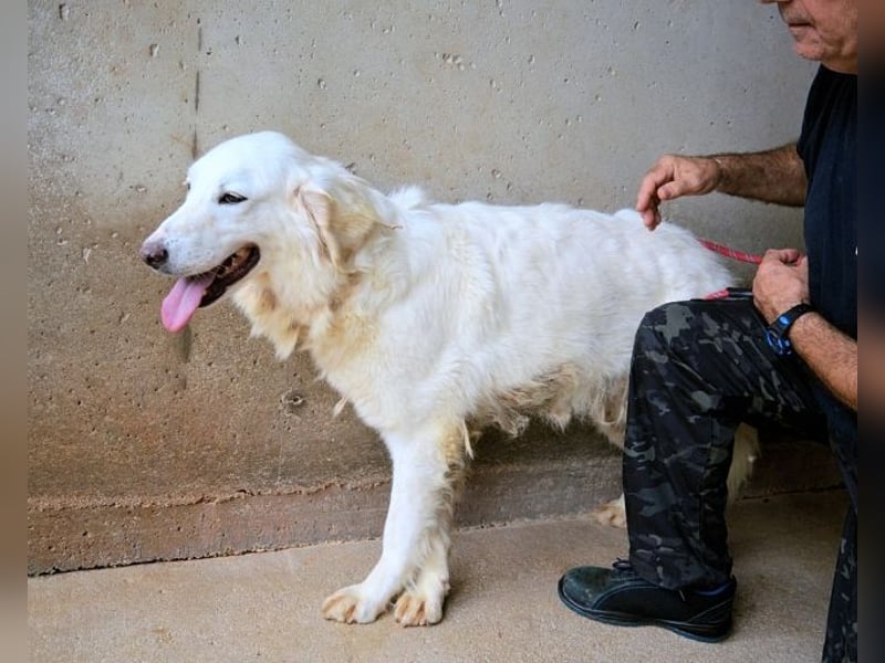 Harriette - weiß, es wird einmal ein Wunder gescheh'n