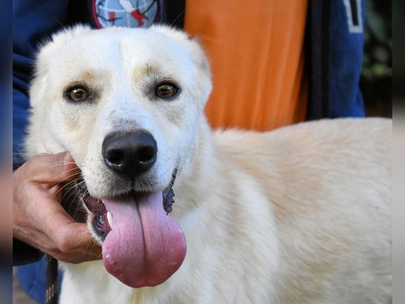 Admeto - Nur ein Wunsch: endlich nach Hause!