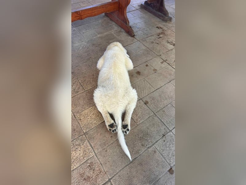 Fiete - der vergessene Hundejunge