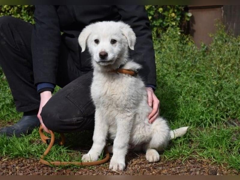 Hirion - So kleine Herzen...